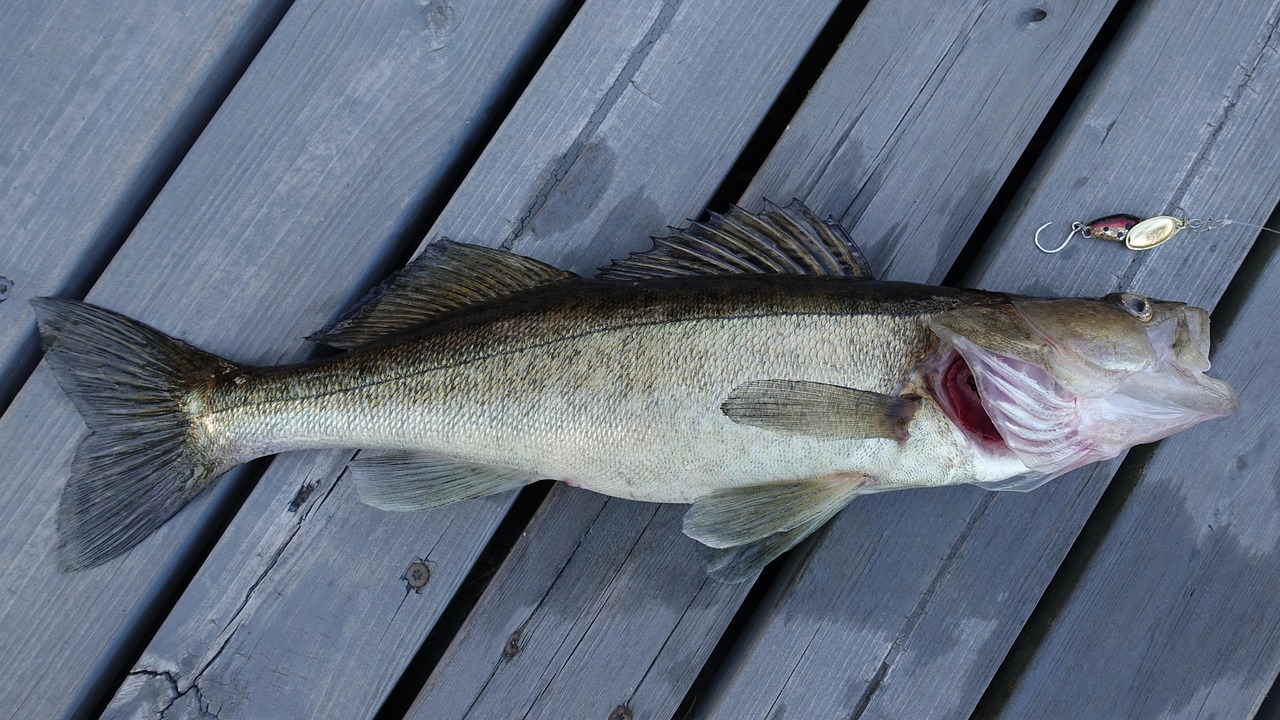 Walleye